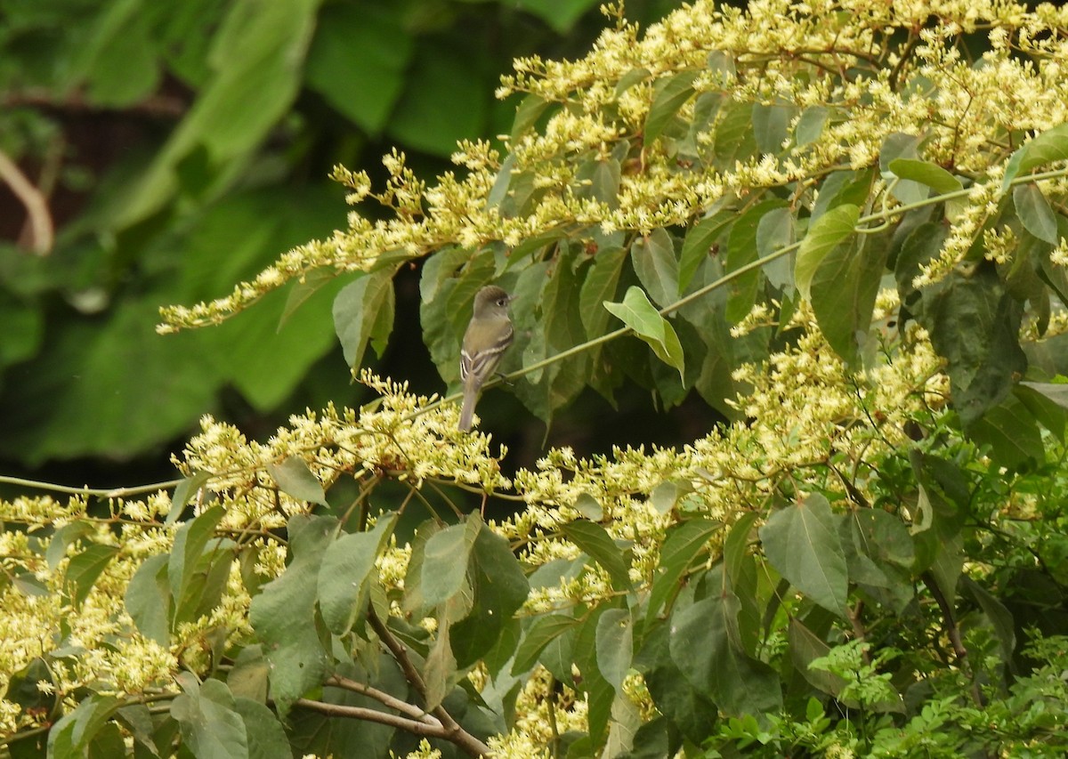 Least Flycatcher - ML646211779