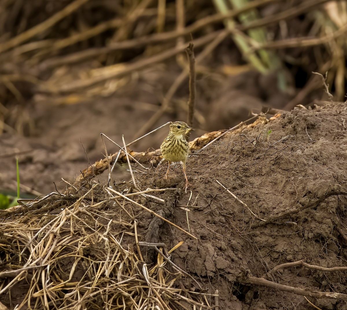 Yellowish Pipit - ML646211782
