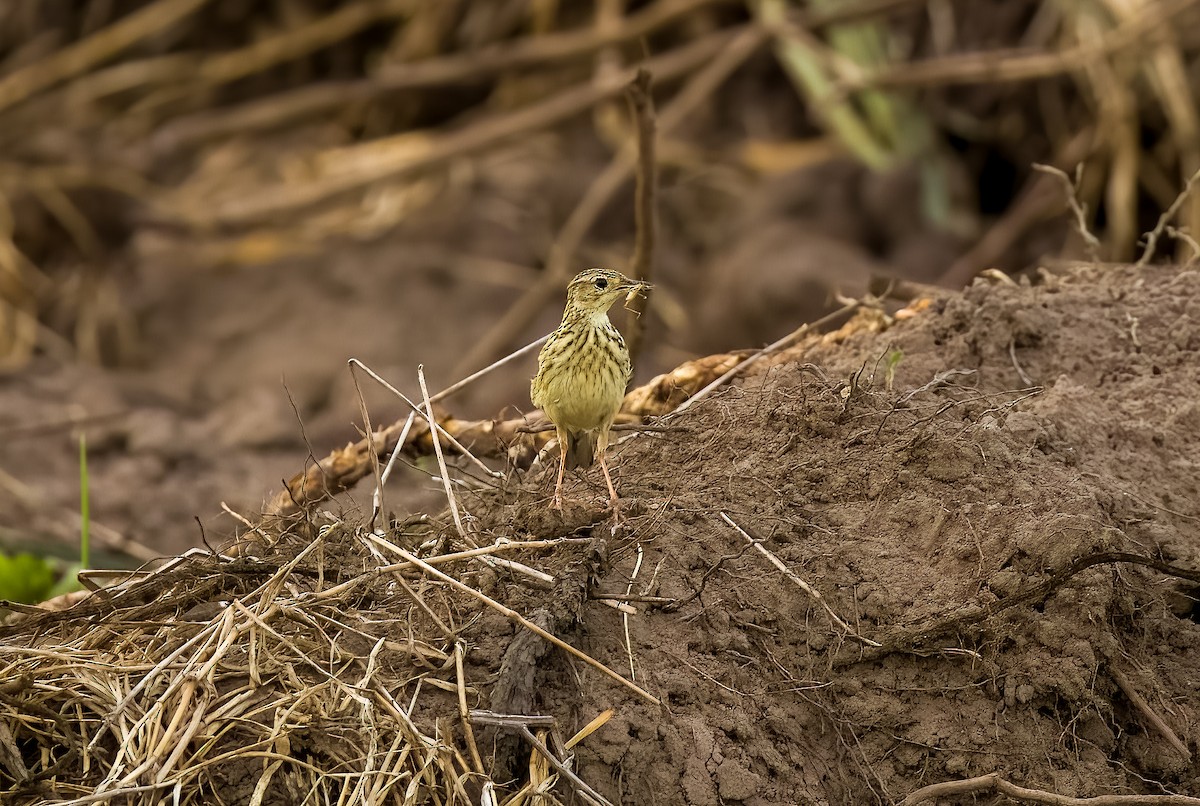 Yellowish Pipit - ML646211783