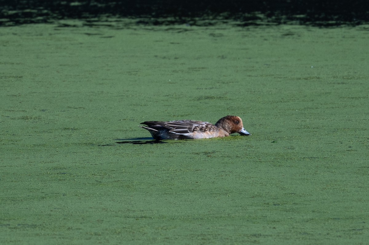 Eurasian Wigeon - ML646211784