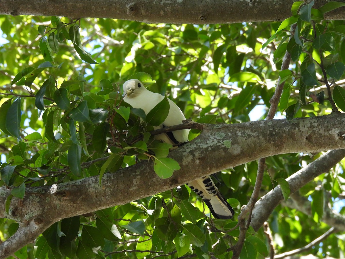 Torresian Imperial-Pigeon - ML646211785