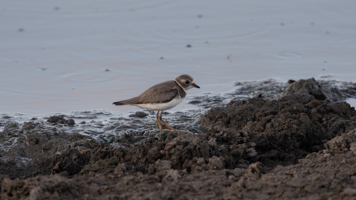 Semipalmated Plover - ML646211786