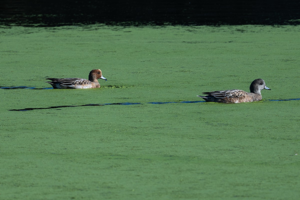 Eurasian Wigeon - ML646211790