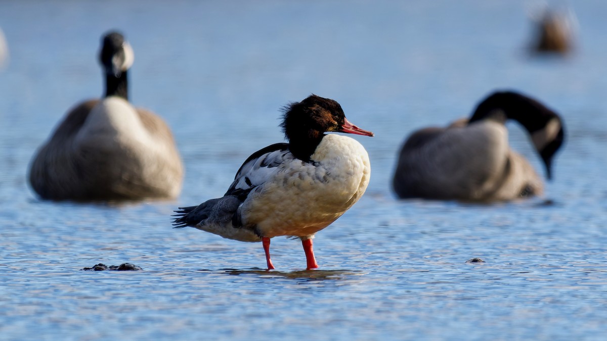 Крех великий - ML646211794