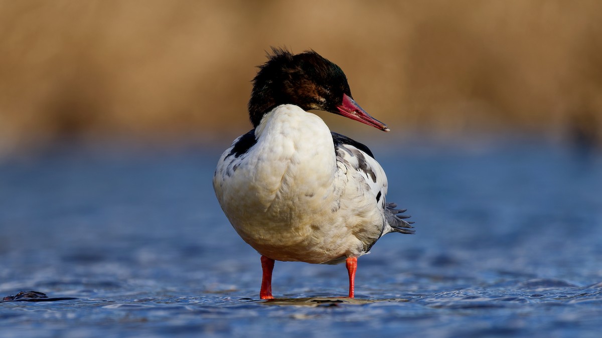 Крех великий - ML646211795