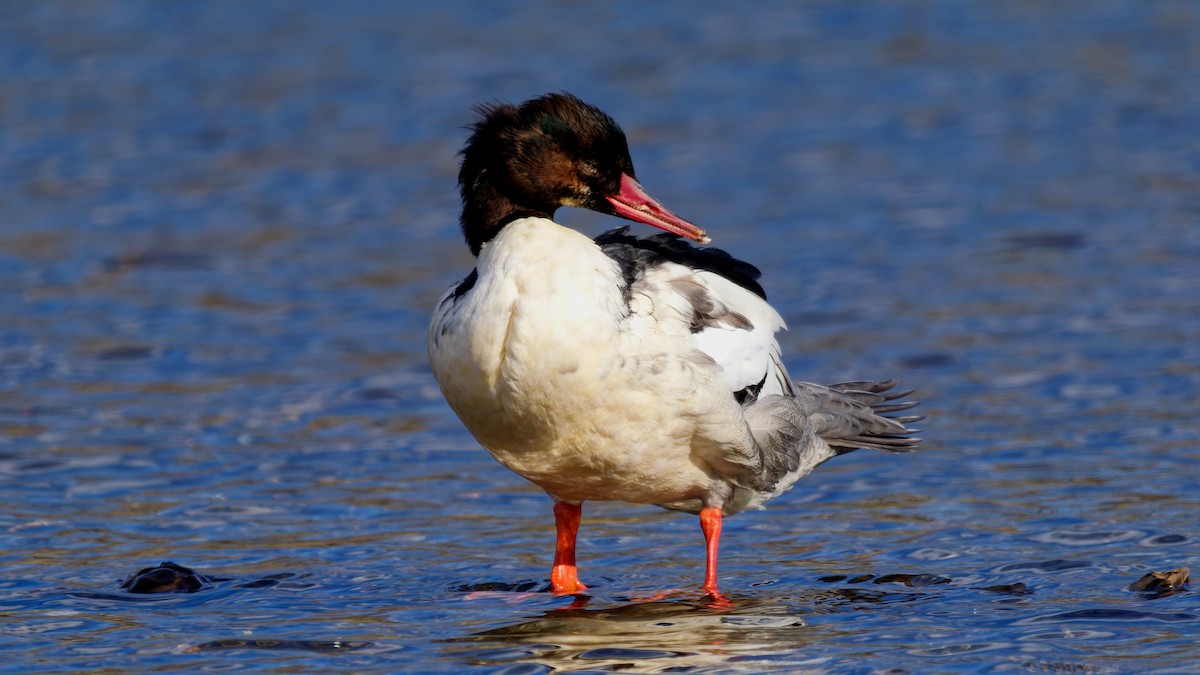 Крех великий - ML646211796