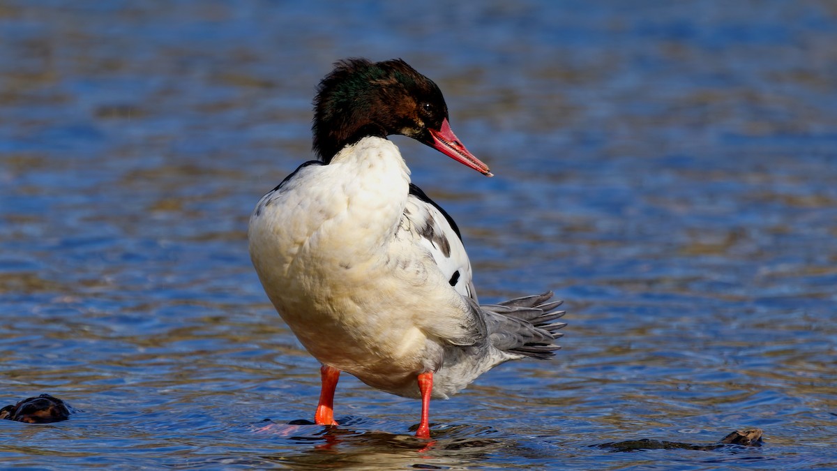 Крех великий - ML646211797