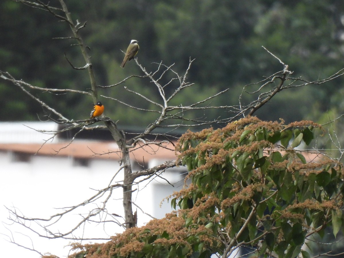 Tyran sociable - ML646211803