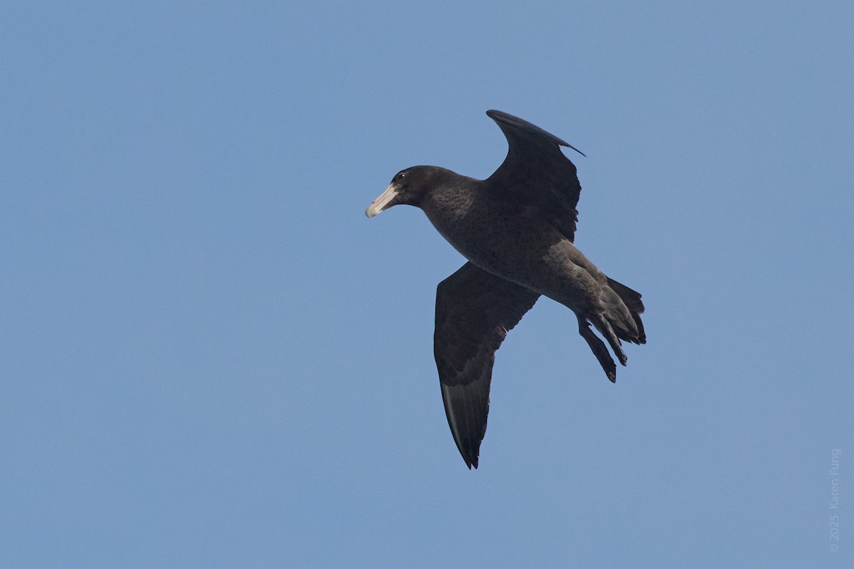 Southern Giant-Petrel - ML646211804
