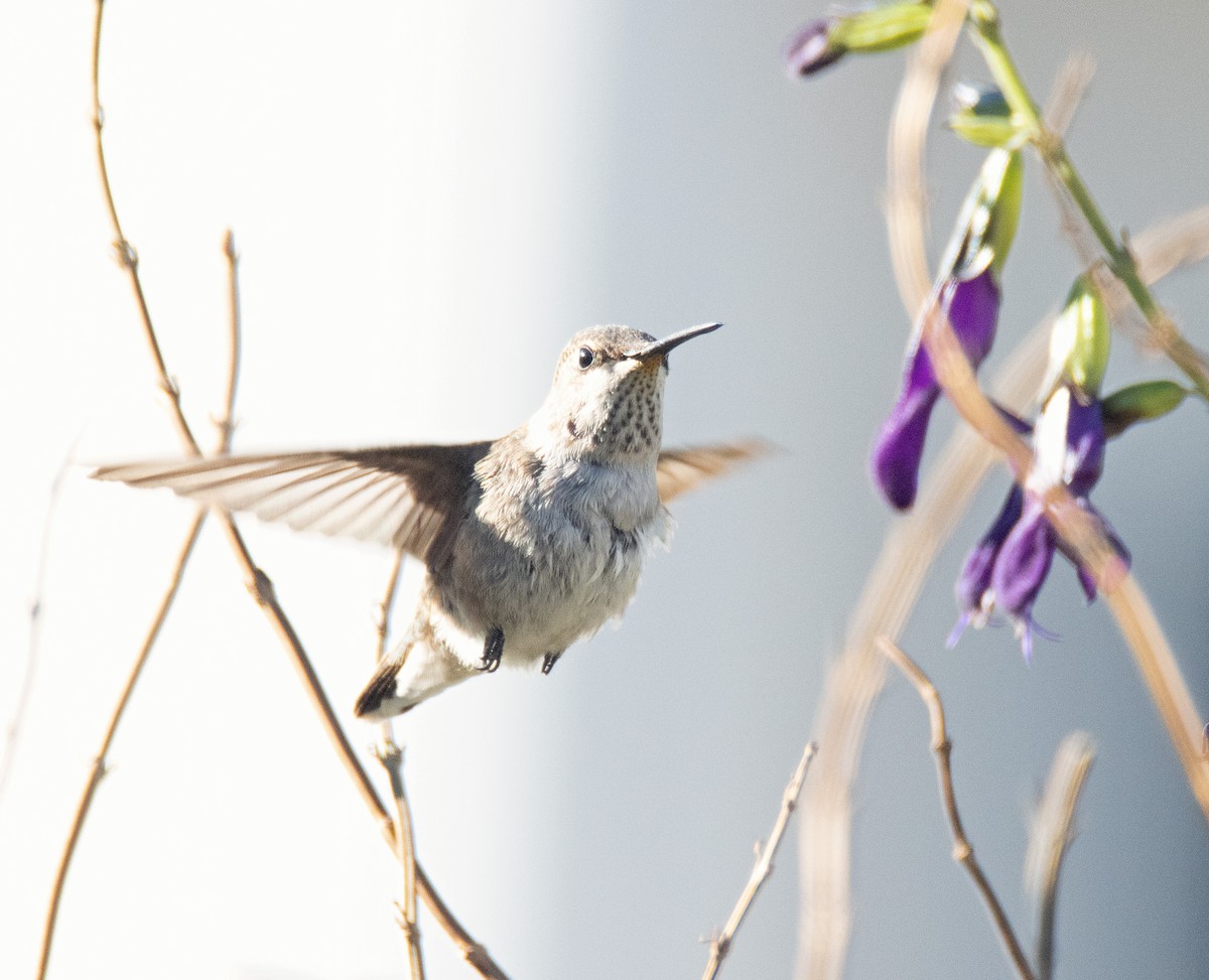 Black-chinned Hummingbird - ML646211807