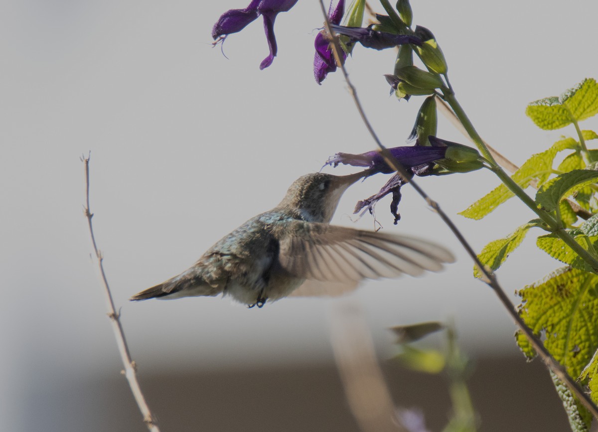 Black-chinned Hummingbird - ML646211808