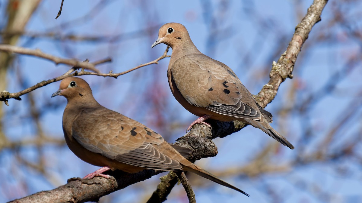 Зенаїда північна - ML646211811