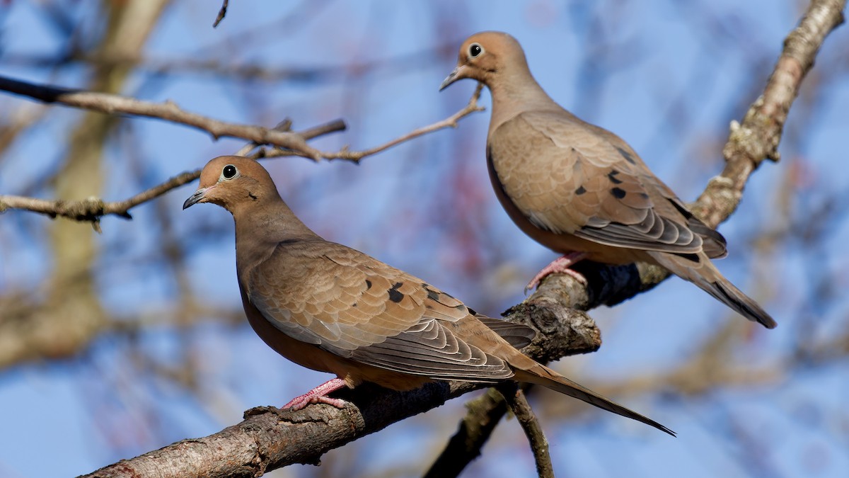 Зенаїда північна - ML646211812