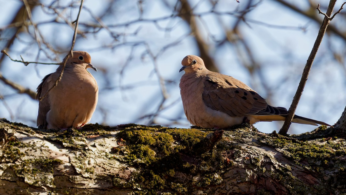 Зенаїда північна - ML646211813