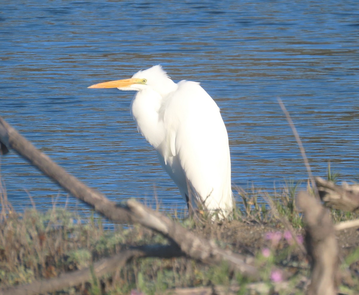 ダイサギ - ML646211814