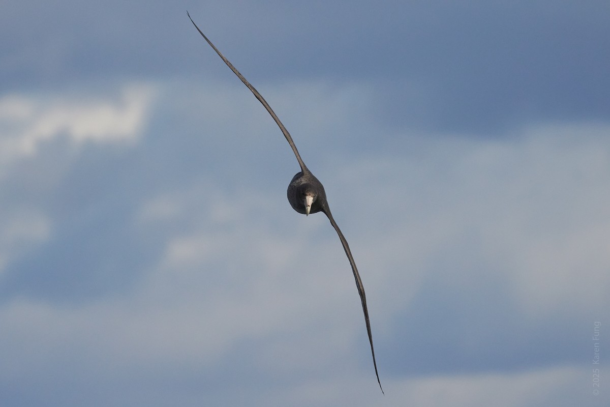 Southern Giant-Petrel - ML646211815