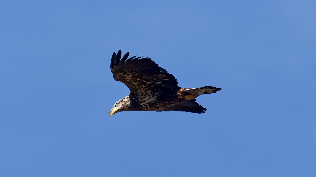 Орлан білоголовий - ML646211816