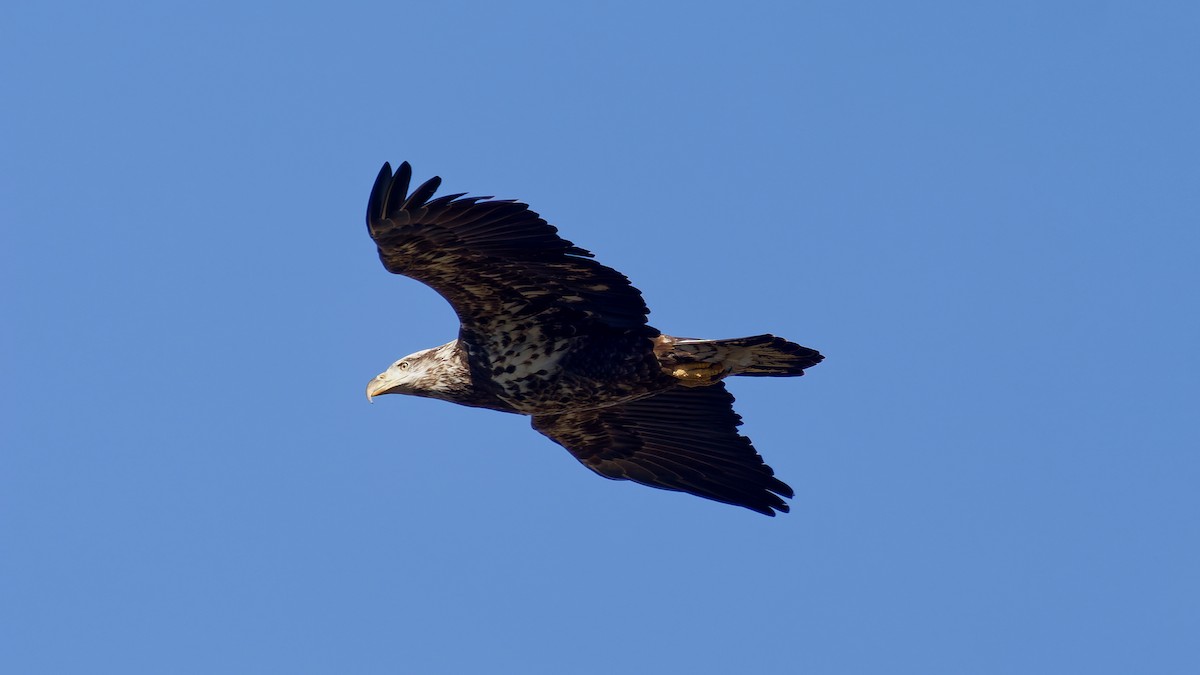 Орлан білоголовий - ML646211817