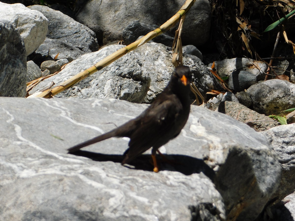 Chiguanco Thrush - ML646211819