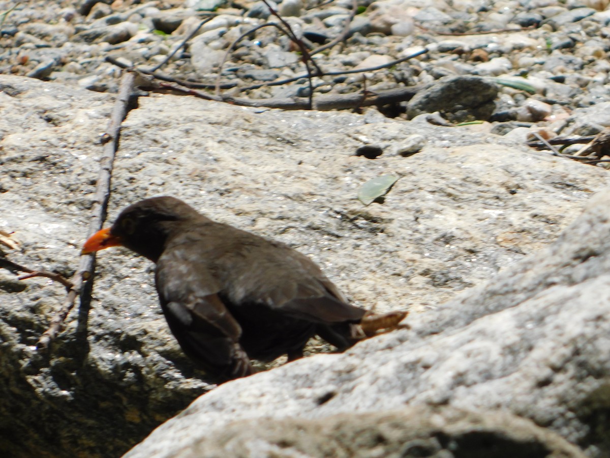 Chiguanco Thrush - ML646211820