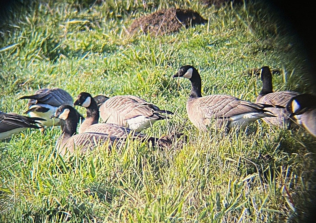 小加拿大雁 - ML646211821