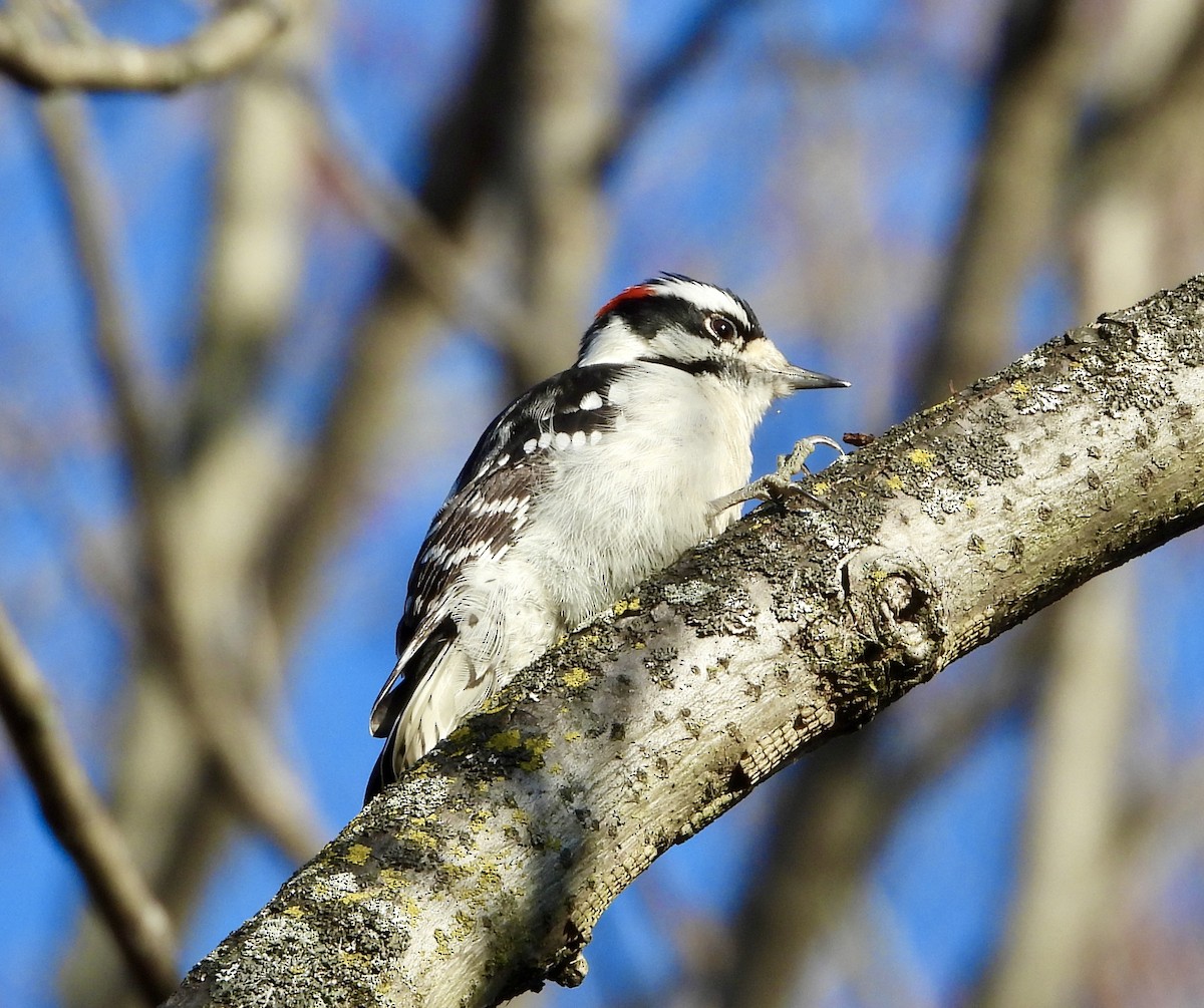 Downy Woodpecker - ML646211822