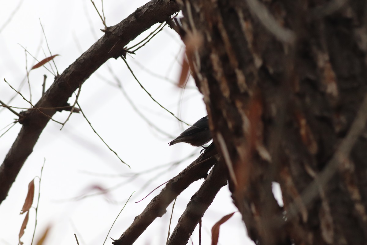 Sittelle à poitrine blanche (groupe lagunae) - ML646211823