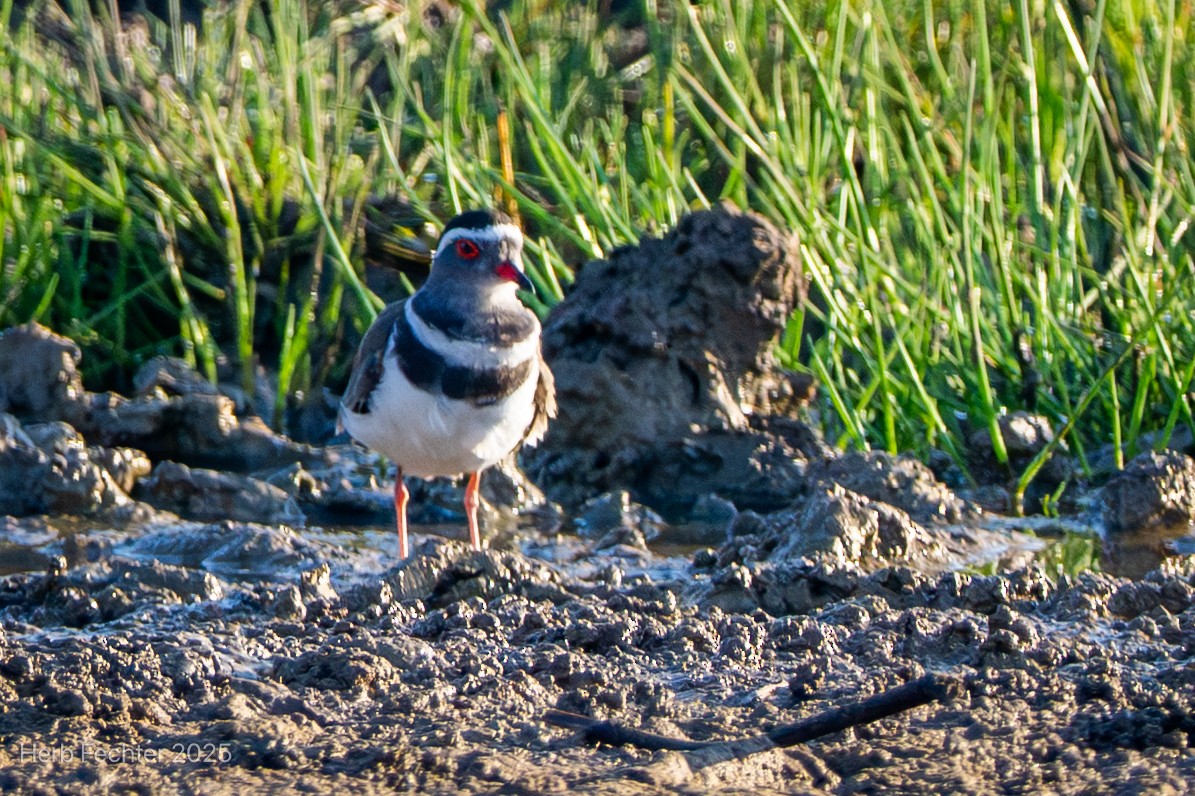 Dreiband-Regenpfeifer (bifrontatus) - ML646211824