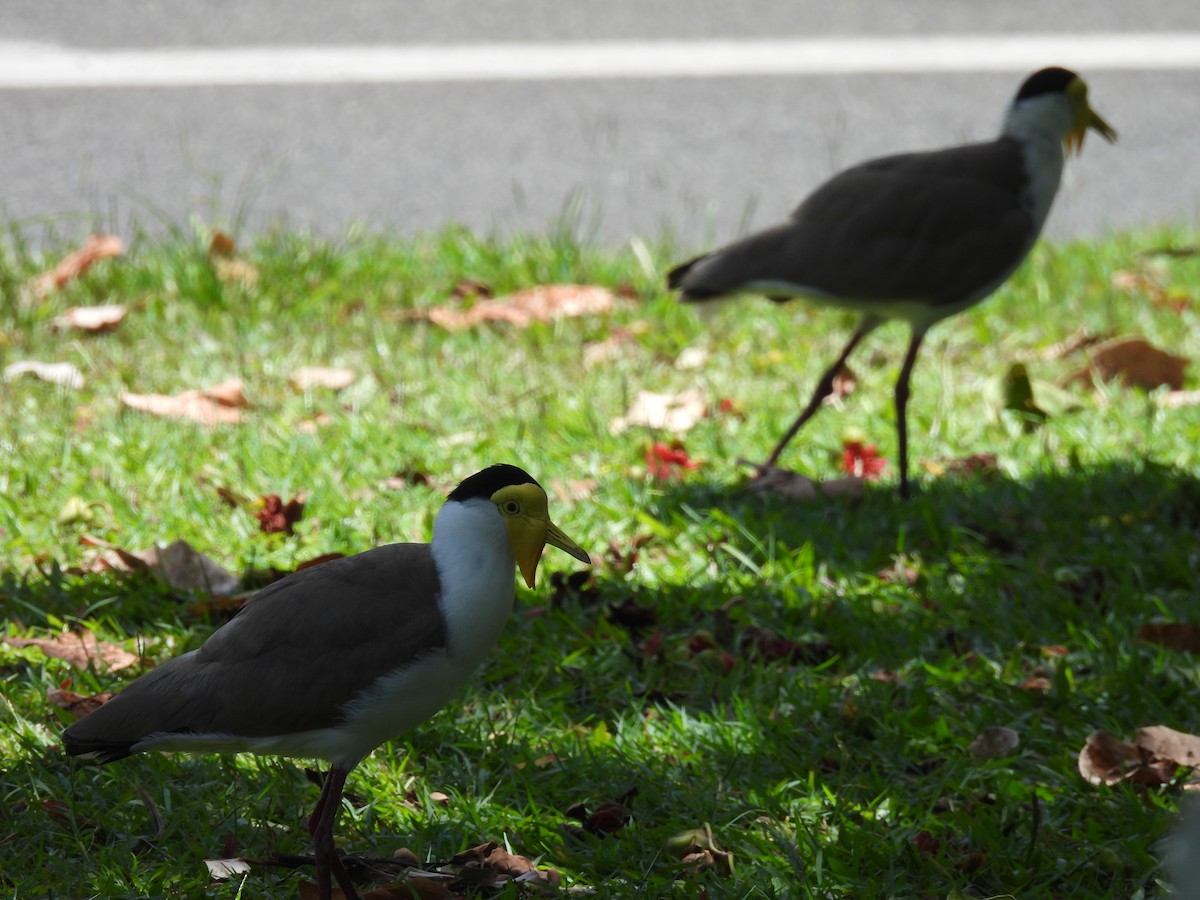 Masked Lapwing (Masked) - ML646211825