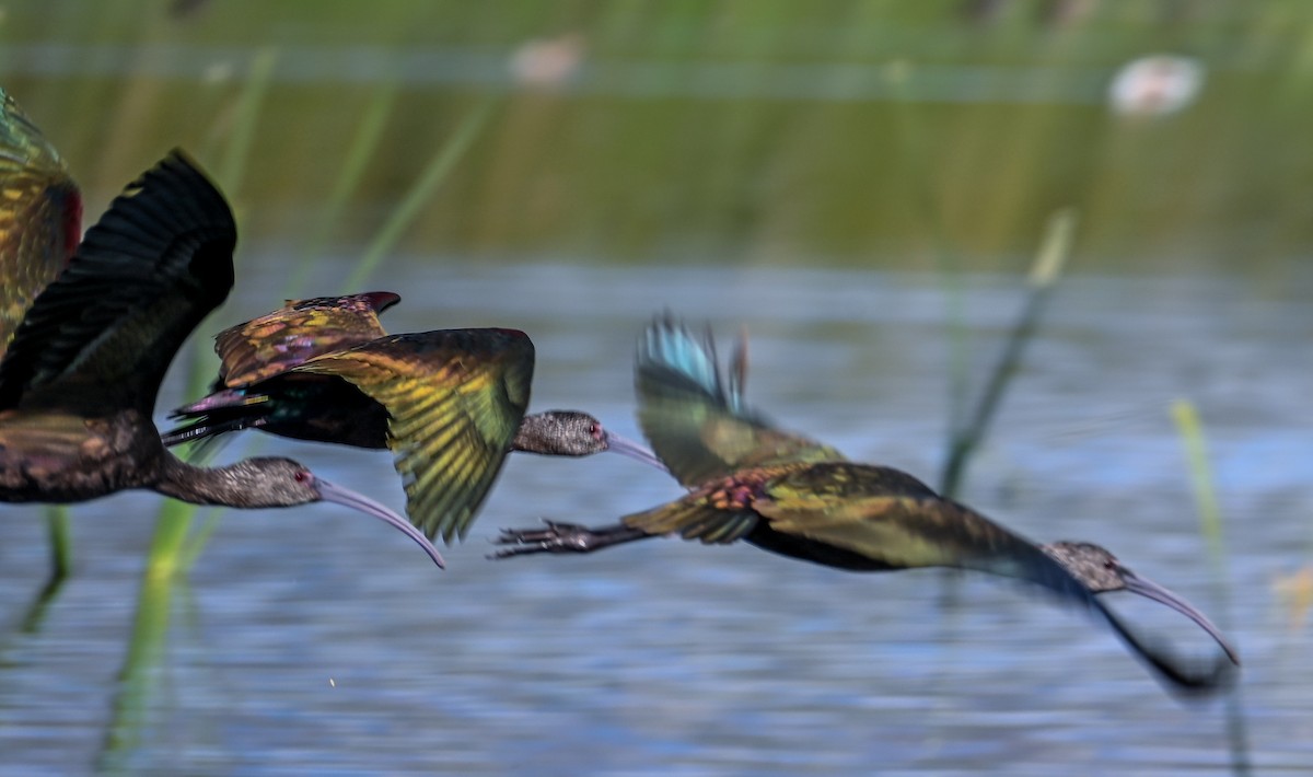White-faced Ibis - ML646211826