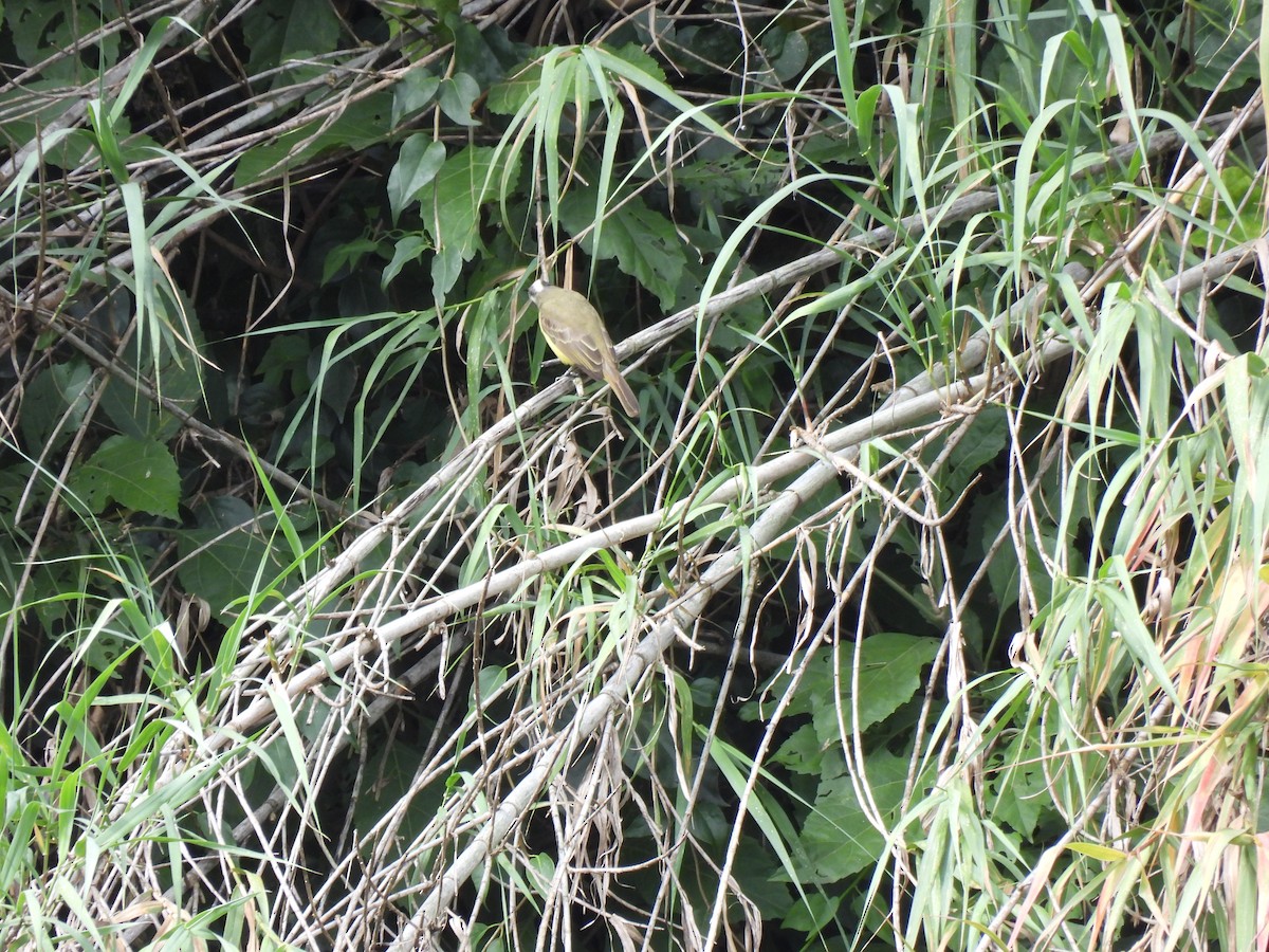 Tyran sociable - ML646211827