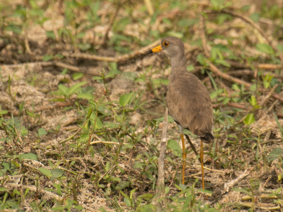 ケリ - ML646211831