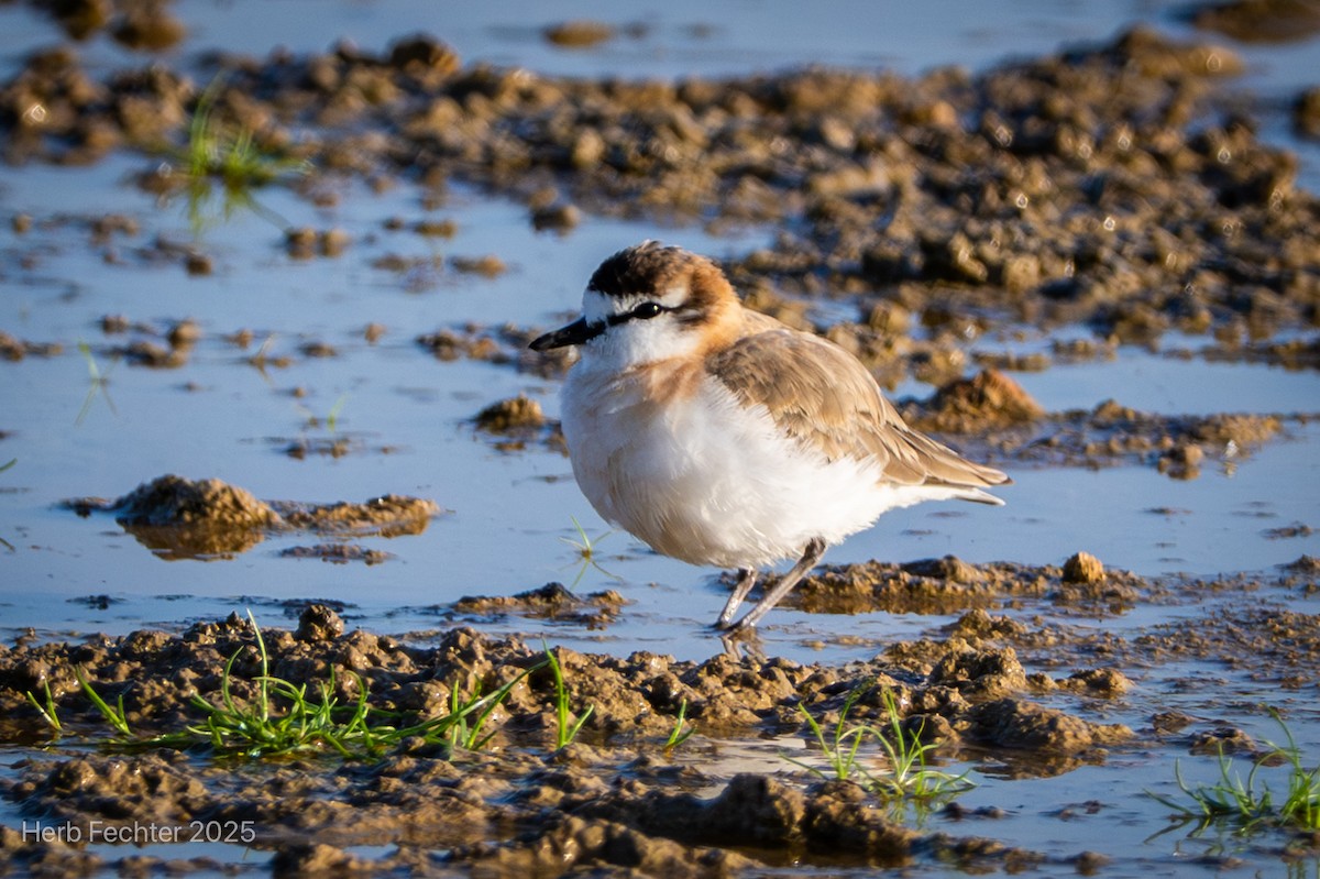 White-fronted Plover - ML646211833