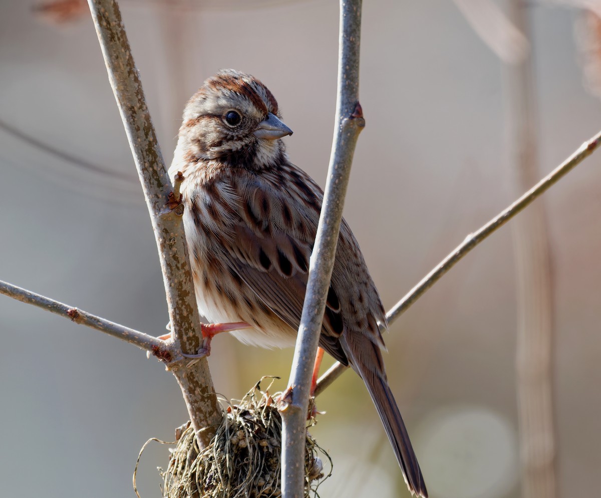Пасовка співоча - ML646211835