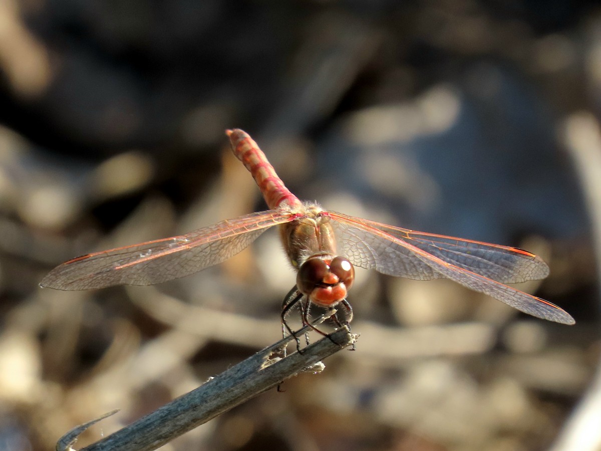 Animals - ML646211836