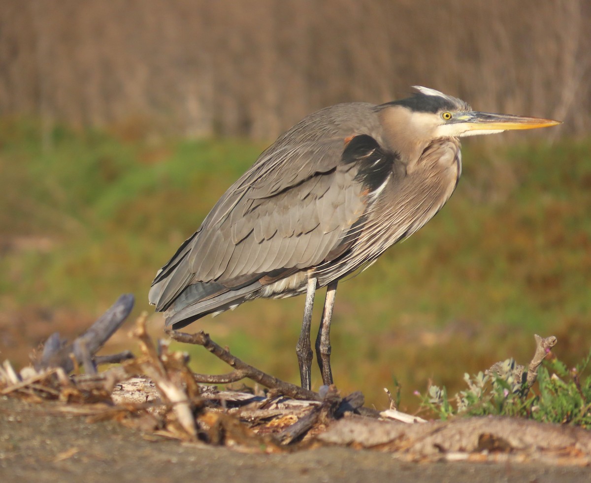 オオアオサギ - ML646211837