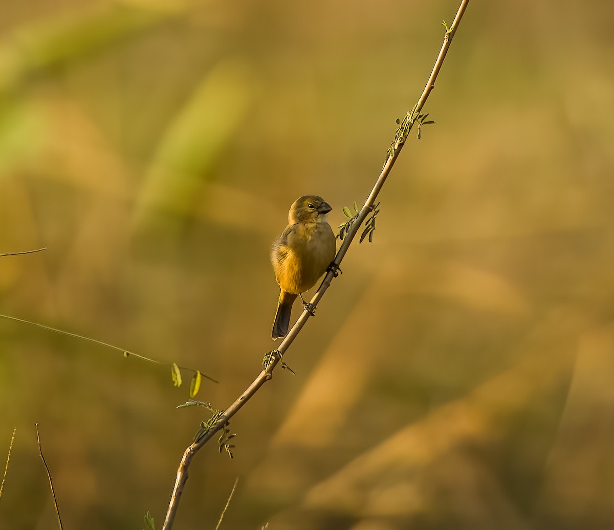 Rusty-collared Seedeater - ML646211850