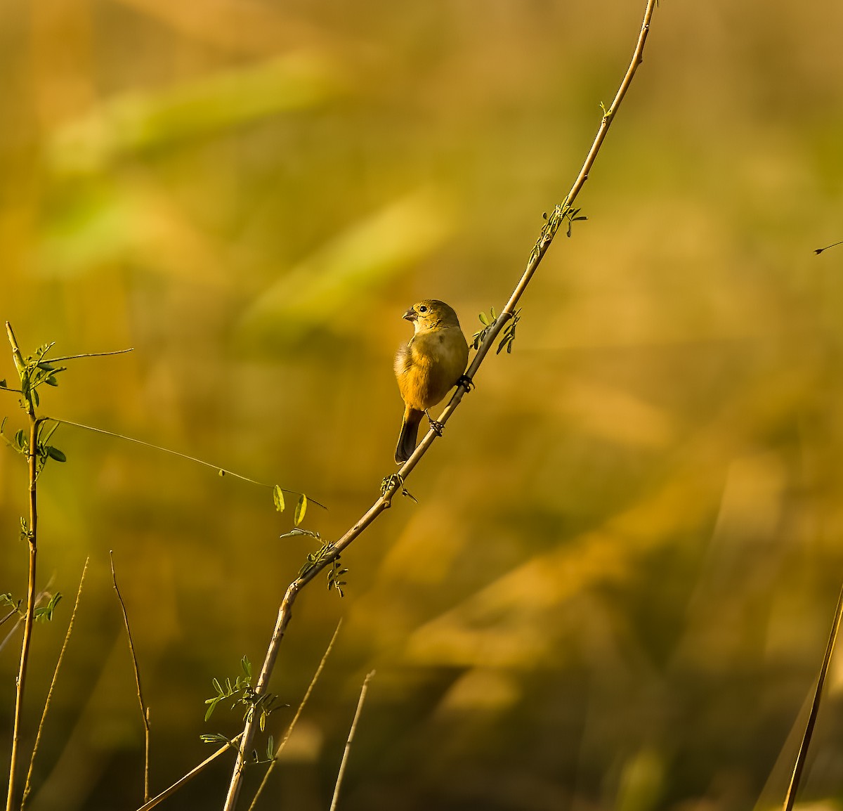 Rusty-collared Seedeater - ML646211851