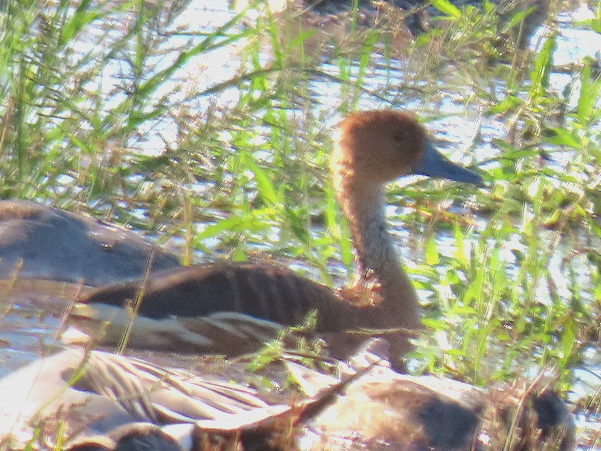 Fulvous Whistling-Duck - ML646211852
