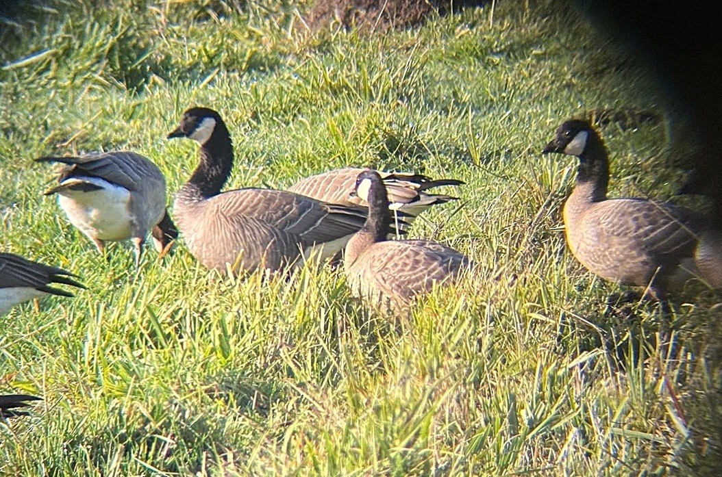 小加拿大雁 - ML646211853