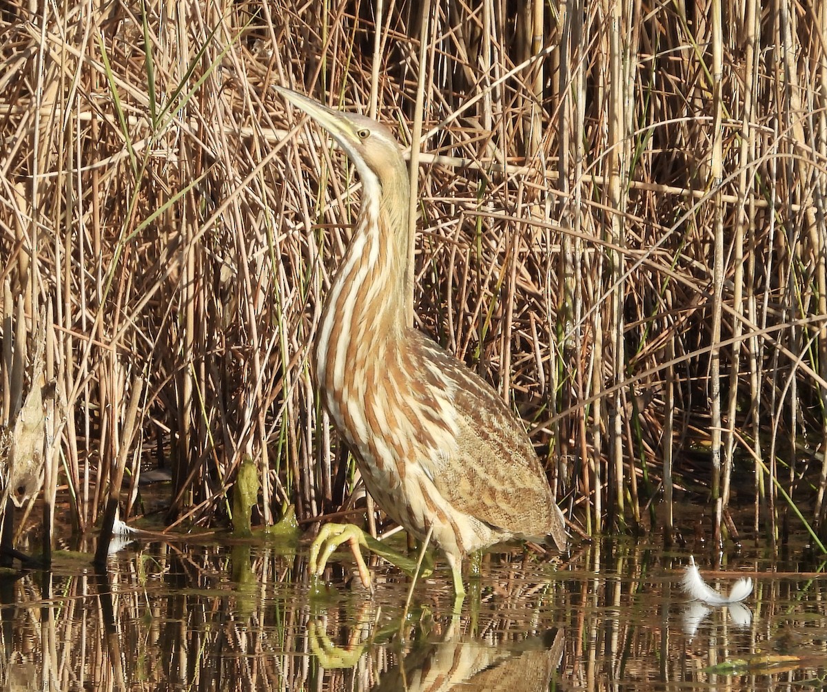 American Bittern - ML646211866