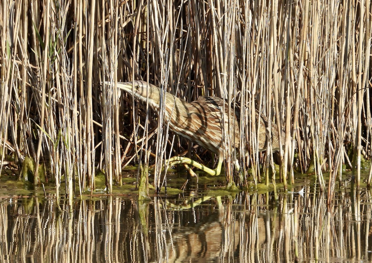 American Bittern - ML646211867