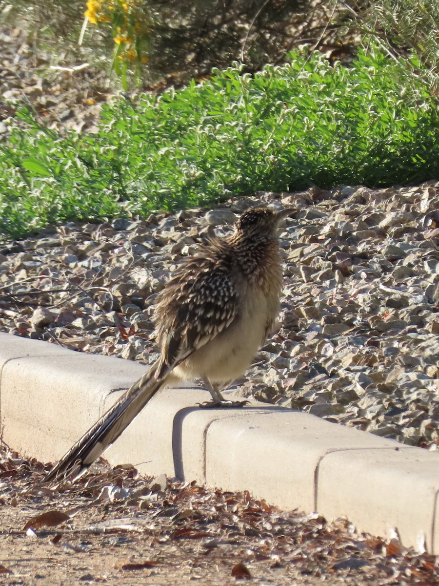 Greater Roadrunner - ML646211870