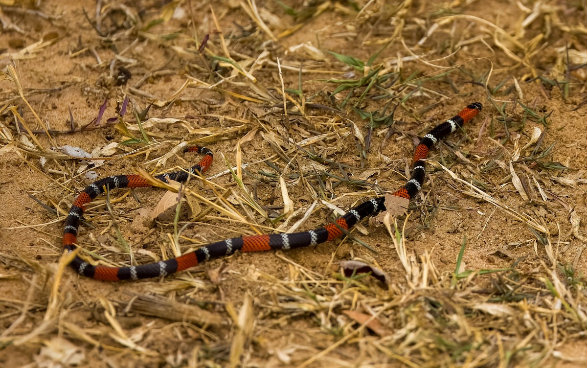 珊瑚蛇屬 - ML646211874