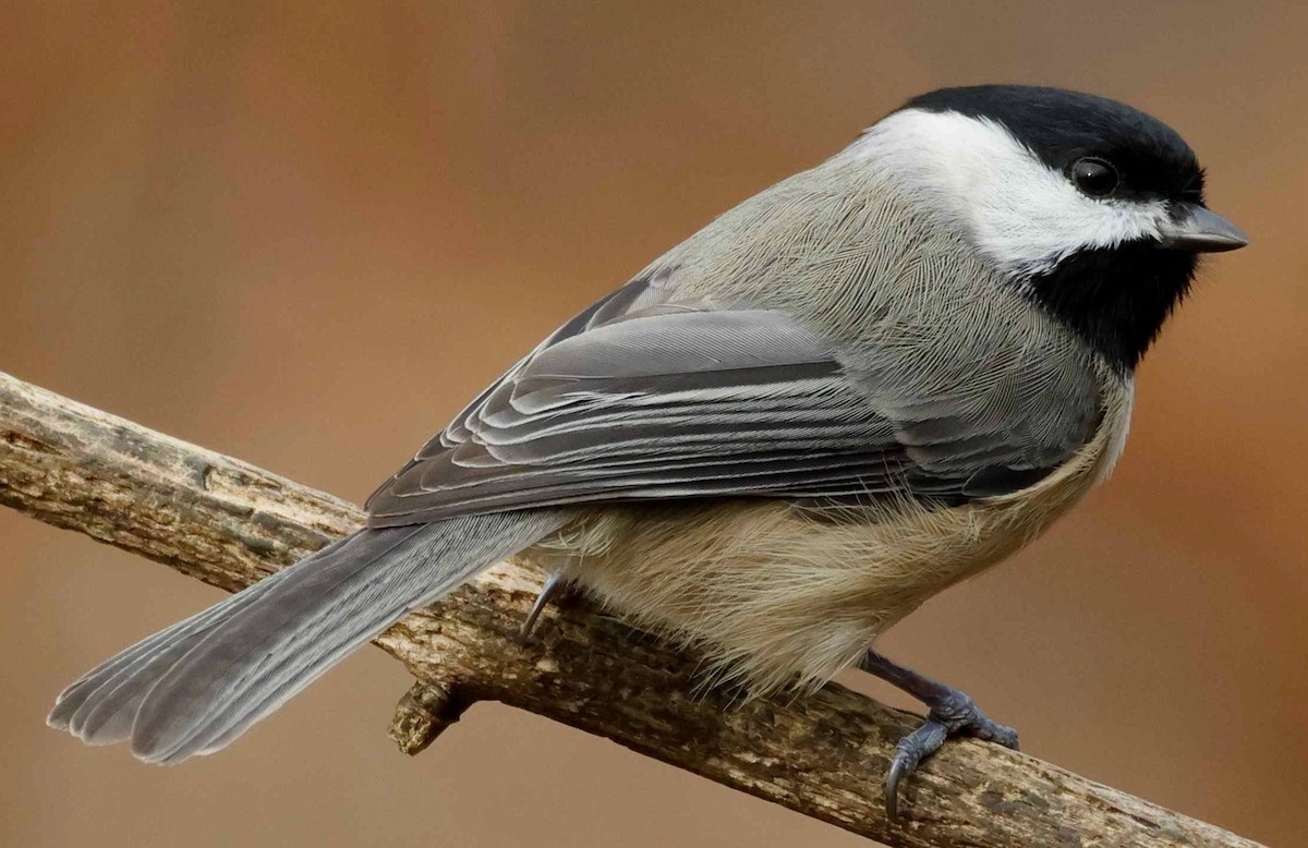 Carolina Chickadee - ML646211877