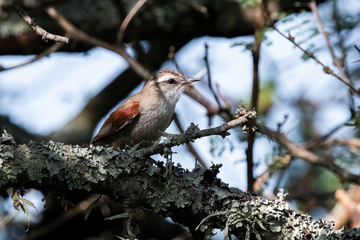 Stripe-crowned Spinetail - ML646211878