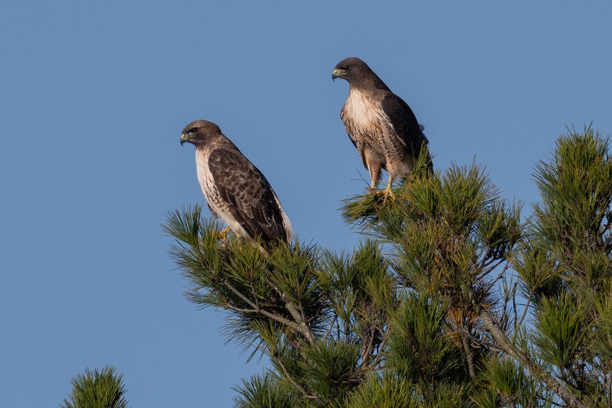 Red-tailed Hawk - ML646211879