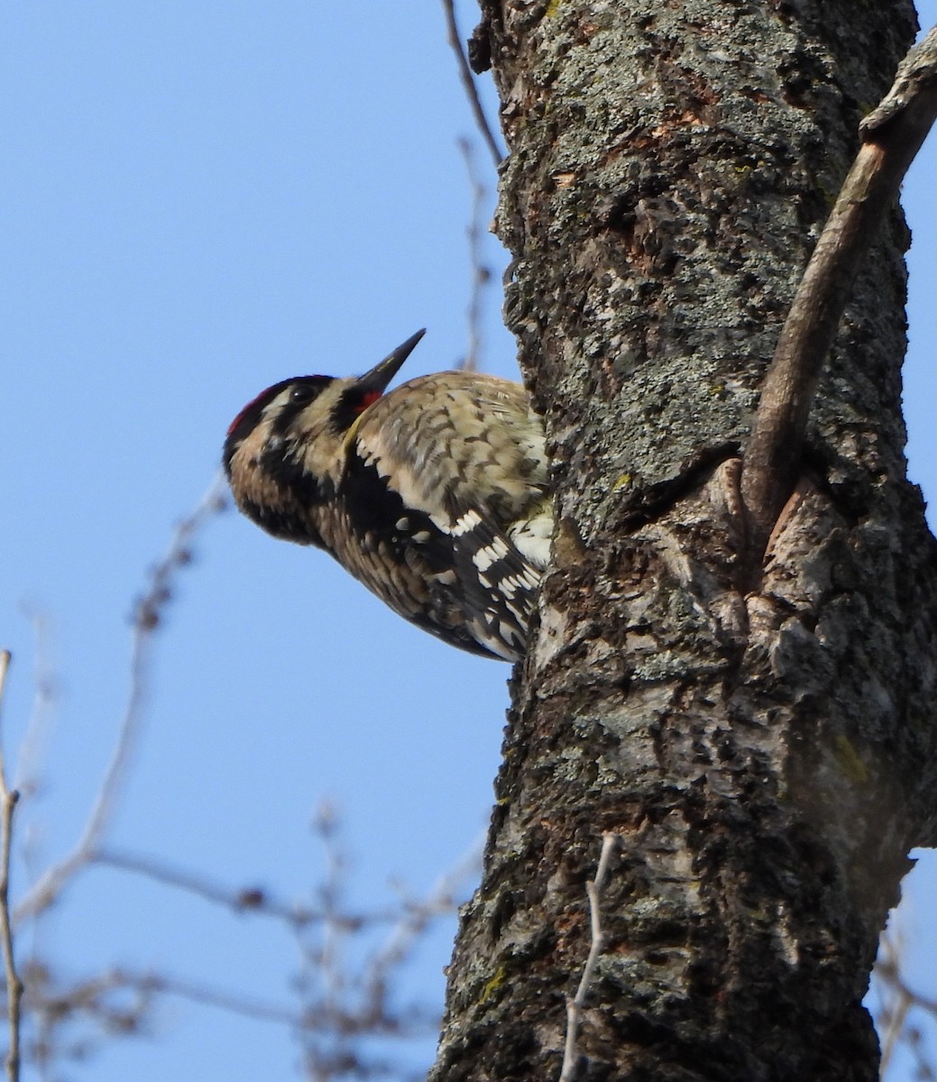 Yellow-bellied Sapsucker - ML646211880