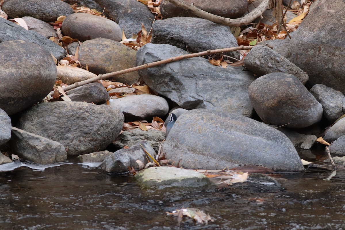 Red-breasted Nuthatch - ML646211892