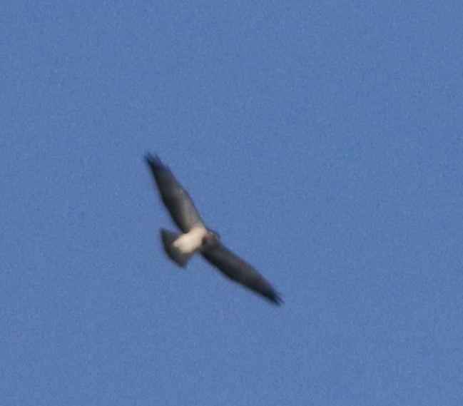 Swainson's Hawk - ML646211894
